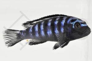 010107_Pseudotropheus-elongatus_Schmalbarsch_01