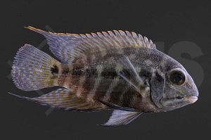 010108_Hoplarchus-psittacus_Papageibuntbarsch_01