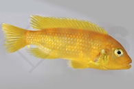 010111_Maylandia-lombardoi_Lombardos-Maulbrueter_01