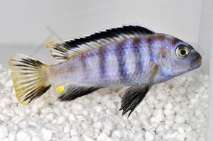 010115_Chindongo-saulosi_Saulosi-Zebra-Maulbrueter_01