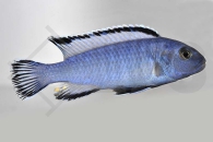 010116_Chindongo-socolofi_Eisblauer-Maulbrueter_01