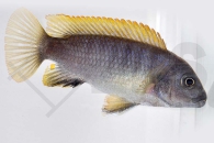 010118_Tropheops-tropheops_Gelber-Maulbrueter-red-fin_01