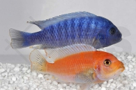 010119_Maylandia-zebra_Zebrabuntbarsch-red-blue_01