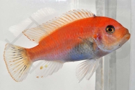 010120_Maylandia-zebra_Zebrabuntbarsch-rot_01