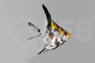 010124_Pterophyllum-scalare_Goldkopfskalar_01