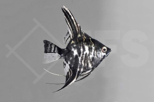 010126_Pterophyllum-scalare_Marmorskalar_01