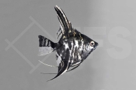 010126_Pterophyllum-scalare_Marmorskalar_01