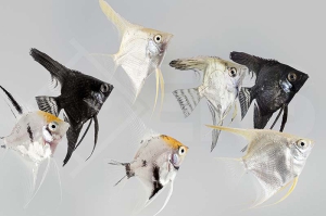 010127_Pterophyllum-scalare_Skalar-Mix_01