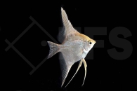 010129_Pterophyllum-scalare_Skalar-gold_01