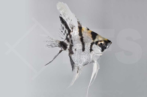 010131_Pterophyllum-scalare_Skalar-Koi_01
