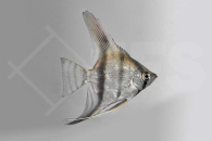 010132_Pterophyllum-scalare_Skalar-natur_01