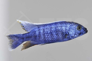 010133_Sciaenochromis-ahli_Azurcichlide_01
