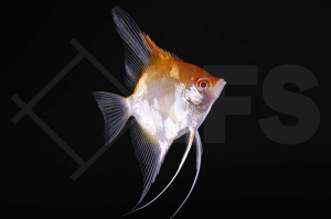 010141_Pterophyllum-scalare_Skalar_Rote-Teufel_albino_01