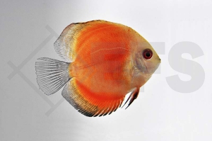 010159_Symphysodon-aequifasciatus_Diskus-red-melon_01