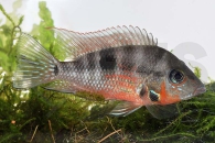 010162_Thorichthys-meeki_Feuermaulbuntbarsch_01