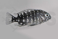 010166_Tropheus-duboisi_Weisspunkt-Brabantbuntbarsch_01