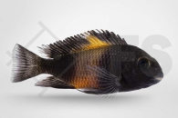 010167_Tropheus-moorii-Bemba_Orangeband-Brabantbuntbarsch_01