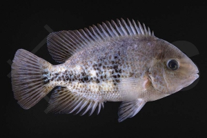 010170_Vieja-bifasciata_Zweiband-Buntbarsch_01