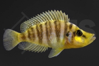 010180_Altolamprologus-calvus_Perlhuhnbarsch_yellow_01
