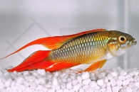 010186_Apistogramma-agassizii_Agassiz-Zwergbuntbuntbarsch-doppel-rot_01