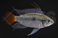 010188_Apistogramma-erythrura_Rio-Mamore-Zwergbunbarsch_01