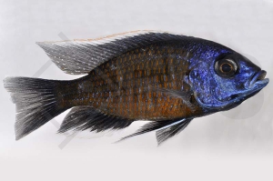 010189_Copadichromis-borleyi_Kadango-Cichlide-red-fin_01