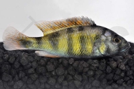 010201_Haplochromis-spec-CH-44_Viktoriabarsch_01