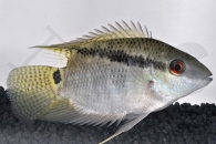 010202_Mesonauta-festivus_Flaggenbuntbarsch_01