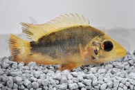 010206_Amphilophus-citrinellus_Zitronenbuntbarsch_01