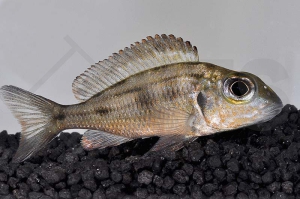 010208_Callochromis-macrops_Suedlicher-Grossaugen-Maulbrueter_01