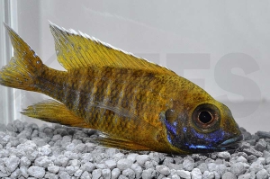 010209_Aulonocara-stuartgranti-maleri_Goldener-Kaiserbuntbarsch_01