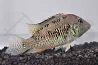 010212_Geophagus-steindachneri_Rothauben-Erdfresser_01