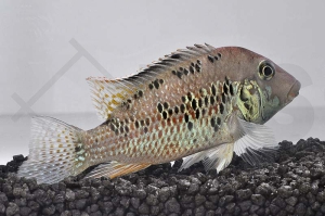 010212_Geophagus-steindachneri_Rothauben-Erdfresser_01