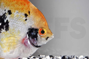 010217_Pterophyllum-scalare_Skalar-XL_01