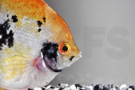 010217_Pterophyllum-scalare_Skalar-XL_01