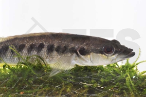 010219_Crenicichla-strigata_Gestreifter-Kammbuntbarsch_01