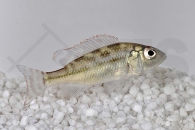 010223_Nimbochromis-fuscotaeniatus_Blauer-Leopardmaulbrueter_01