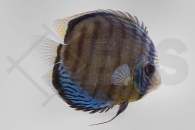 010227_Symphysodon-aequifasciatus_Blauer-Diskus_01