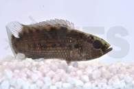 010232_Badis-burmanicus_Chamaeleonfisch_01