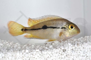 010234_Hypsophrys-nicaraguensis_Nicaragua-Buntbarsch_01