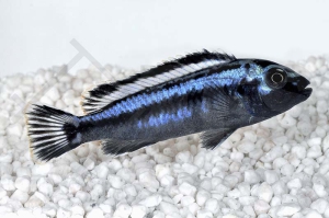010235_Melanochromis-maingano_Blauer-Johanni_01
