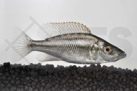 010237_Dimidiochromis-compressiceps_Messerbuntbarsch_01