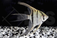 010243_Pterophyllum-scalare_Schleier-Skalar_01