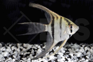 010243_Pterophyllum-scalare_Schleier-Skalar_01