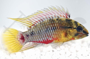 010253_Apistogramma-hongsloi_Rotstrichzwergbuntbarsch_01