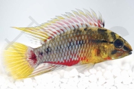 010253_Apistogramma-hongsloi_Rotstrichzwergbuntbarsch_01