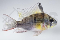 010260_Mikrogeophagus-altispinosus_Bolivianischer-Schmetterlingsbuntbarsch_01