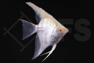 010273_Pterophyllum-scalare_Albino-Skalar_01
