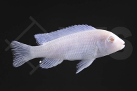 010277_Chindongo-socolofi_Eisblauer-Maulbrueter-snow-white_01