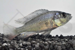 010280_Astatotilapia-nubila_Gluehkohlen-Maulbrueter_01